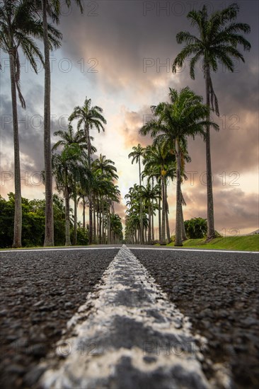 The famous palm avenue l'Allee Dumanoir. Landscape shot from the centre of the street into the avenue. Taken during a fantastic sunset. Grand Terre, Guadeloupe, Caribbean, North America