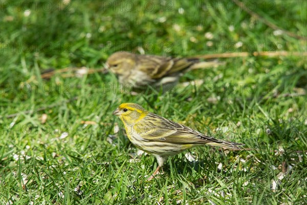 Serin two birds standing next to each other in green grass on the left seeing
