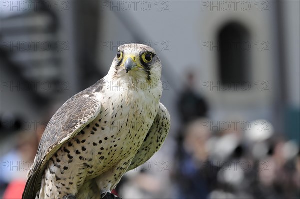 Close-up of a peregrine falcon (Falco peregrinus), A falcon observes its surroundings with sharp eyes, Captive, Fuerstenfeld Monastery, Fuerstenfeldbruck, Bavaria, Germany, Europe