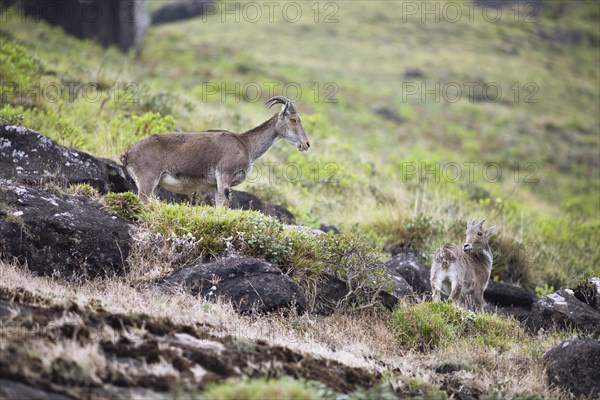 Nilgiri tahr (Nilgiritragus hylocrius, until 2005 Hemitragus hylocrius) or endemic goat species in Eravikulam National Park, adult and young, Kannan Devan Hills, Munnar, Kerala, India, Asia