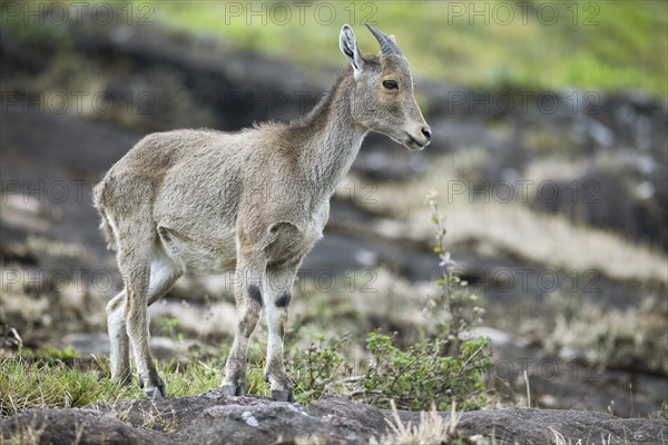 Nilgiri tahr (Nilgiritragus hylocrius, until 2005 Hemitragus hylocrius) or endemic goat species in Eravikulam National Park, juvenile, Kannan Devan Hills, Munnar, Kerala, India, Asia