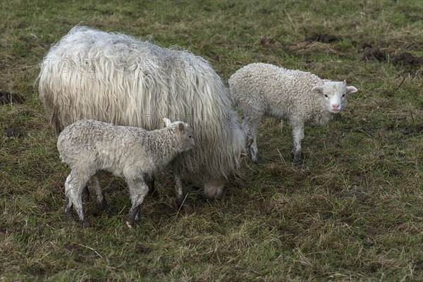 Horned moorland sheep (Ovis aries) with their lambs on the pasture, Mecklenburg-Western Pomerania, Germany, Europe