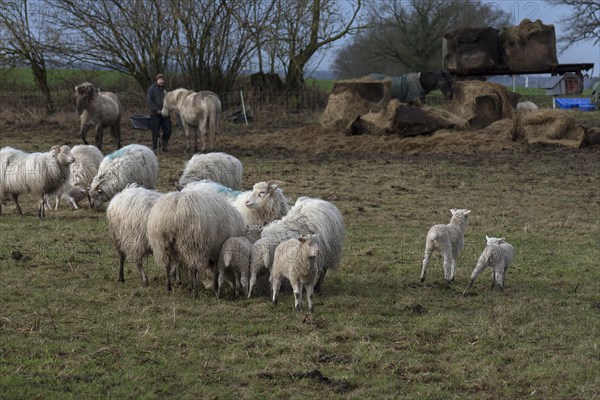 Horses and moorland sheep with their lambs in the pasture, Mecklenburg-Western Pomerania, Germany, Europe