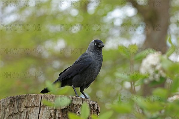 Western jackdaw (Corvus monedula)