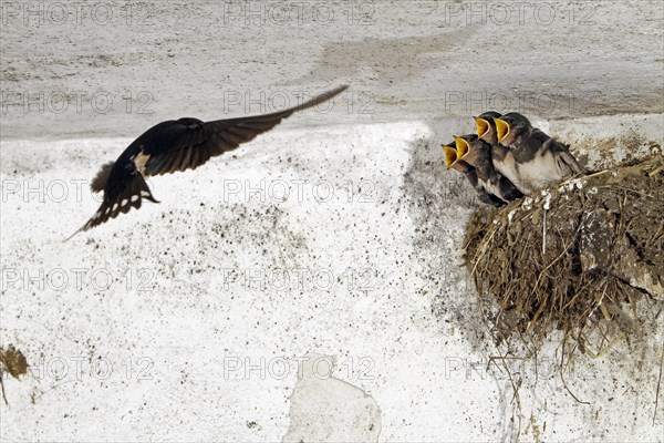 Barn Swallow (Hirundo rustica), young, nest