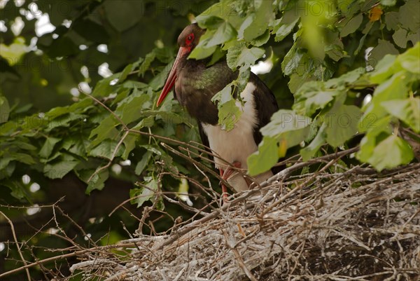 Black stork (Ciconia nigra) standing securely on its eyrie, near Kresna, Bulgaria, Europe