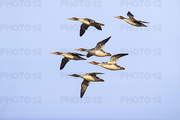 Red-breasted Merganser (Mergus serrator), small flock in flight, Laanemaa, Estonia, Europe