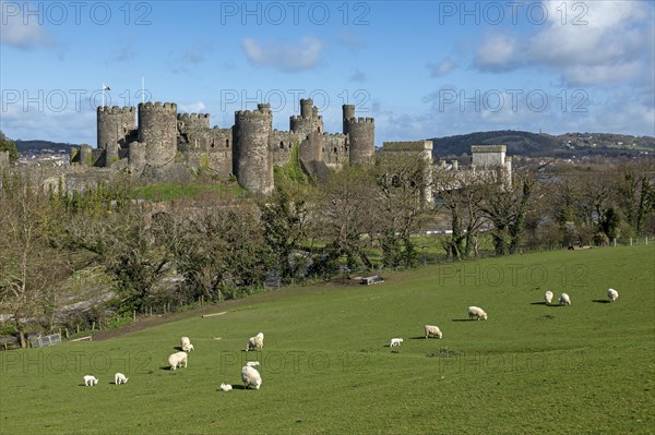 Sheep, lambs, castle, bridge, Conwy, Wales, Great Britain