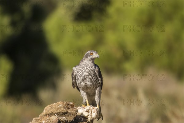 Northern goshawk (Accipiter gentilis), Extremadura, Castilla La Mancha, Spain, Europe