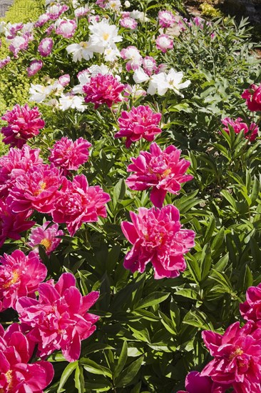 Close-up of pink and white perennial herbaceous Paeonia, Peony flowers in border in late spring, Quebec, Canada, North America