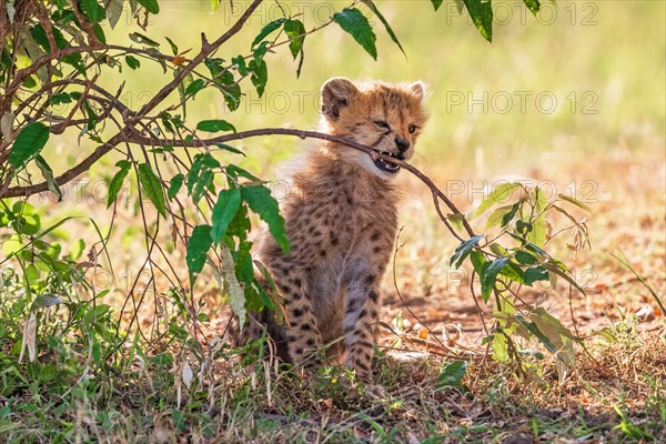 Cheetah cub biting a green twig on a bush in the shade on the savanna, Maasai mara national reserv, Kenya, Africa