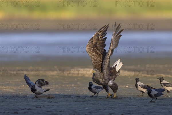 White-tailed eagle (Haliaeetus albicilla), taking off from the bottom of a drained fish pond, Lusatia, Saxony, Germany, Europe