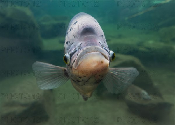 Giant gourami (Osphronemus goramy), occurring in Southeast Asia, captive