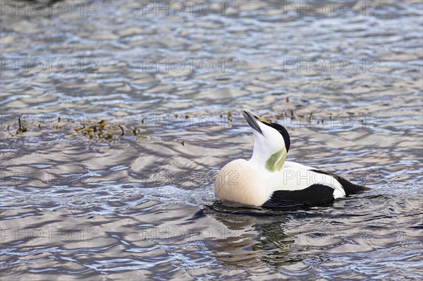 Common eider (Somateria mollissima), adult drake showing courtship behaviour, Vadso, Varanger, Finnmark, Norway, Europe