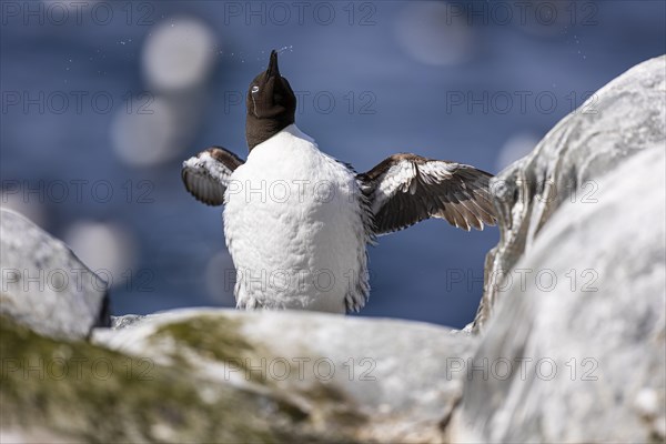 Common guillemot (Uria aalge), adult bird with closed nictitating membrane flings water out of its beak and flaps its wings, Hornoya Island, Vardo, Varanger, Finnmark, Norway, Europe