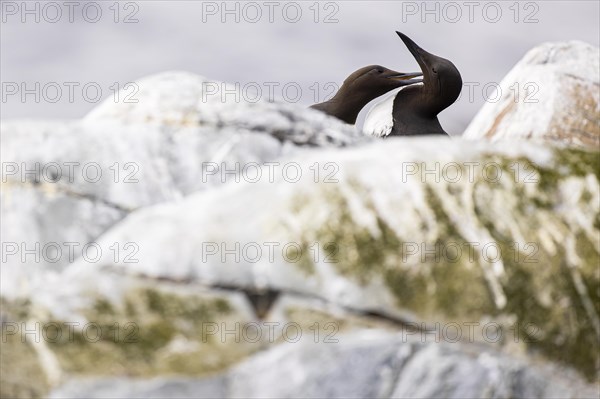 Common guillemot (Uria aalge), breeding pair grooming each other, Hornoya Island, Vardo, Varanger, Finnmark, Norway, Europe