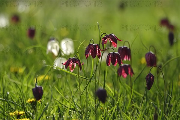 Enchanting chequerboard flowers, April, Germany, Europe