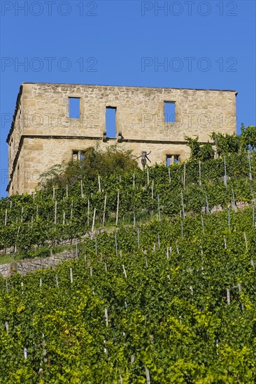 Yburg, Y-Burg, Yberg, Eibenburg, ruins of a hillside castle, historic building, built in the early 14th century, excursion destination, vineyard, Stetten vineyards, plants, Kernen im Remstal, Rems-Murr-Kreis, Baden-Wuerttemberg, Germany, Europe