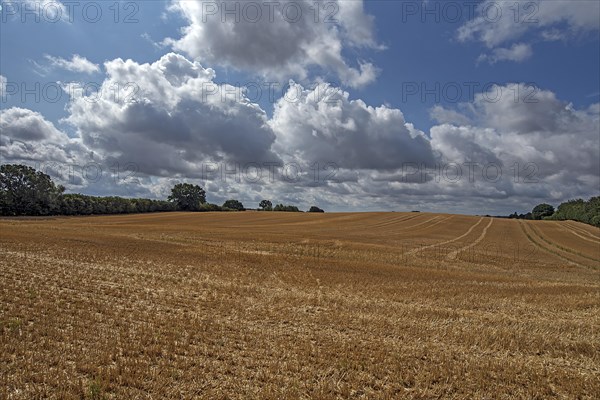 Harvested barleys (Hordeum vulgare), cloudy sky, Vitense, Mecklenburg-Vorpommern, Germany, Europe