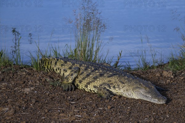 Nile crocodile (Crocodylus niloticus) Mziki Private Game Reserve, North West Province, South Africa, Africa