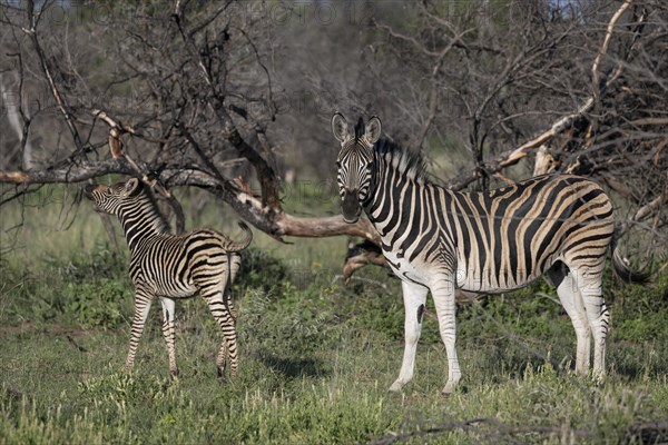 Plains zebra (Equus quagga) mare with foal, Mziki Private Game Reserve, North West Province, South Africa, Africa
