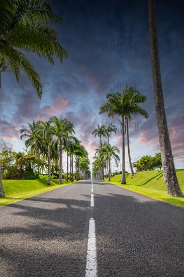 The famous palm avenue l'Allee Dumanoir. Landscape shot from the centre of the street into the avenue. Taken during a fantastic sunset. Grand Terre, Guadeloupe, Caribbean, North America