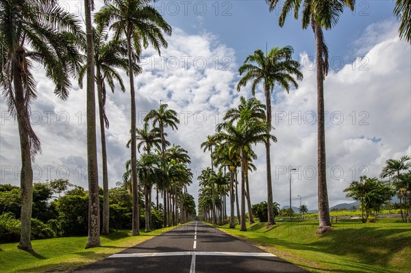 The famous palm avenue l'Allee Dumanoir. Landscape shot from the centre of the street into the avenue. Taken on a changeable day on Grand Terre, Guadeloupe, Caribbean, North America