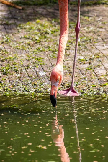 Portrait of a flamingo. Beautiful shot of the animals in the forest on Guadeloupe, Caribbean, French Antilles