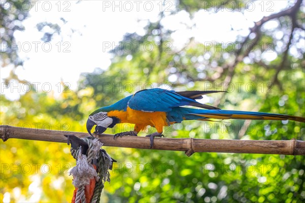 Portrait of a parrot. Beautiful shot of the animals in the forest on Guadeloupe, Caribbean, French Antilles