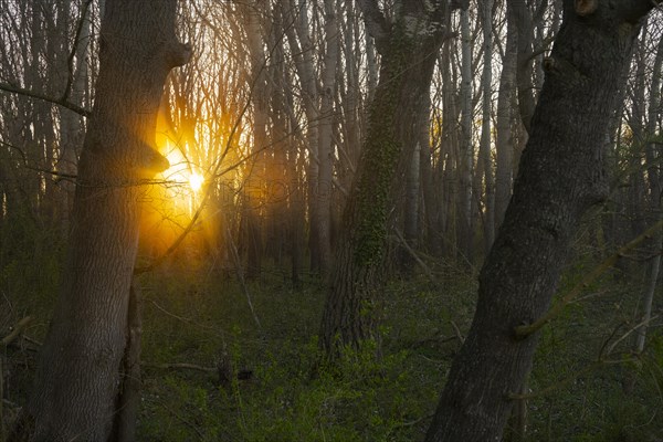 Morning atmosphere, sun, fog, forest, trees, Lower Austria