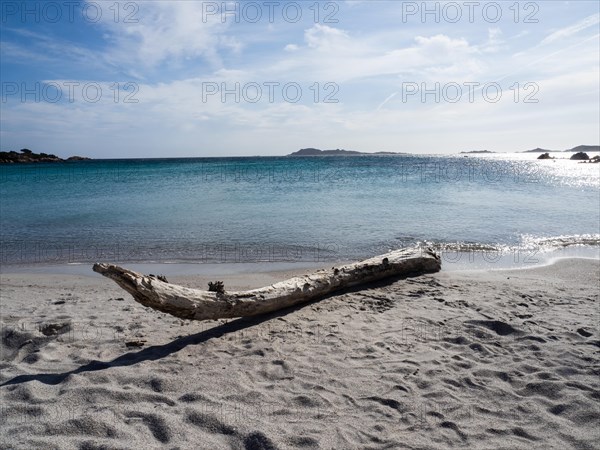 Tree trunk on a lonely beach, Capriccioli beach, Costa Smeralda, Sardinia, Italy, Europe