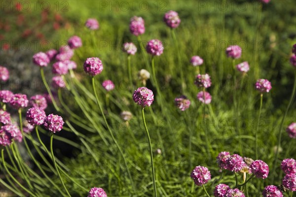 Close-up of perennial pink Armeria maritima, Sea Thrift flowers in spring, Quebec, Canada, North America