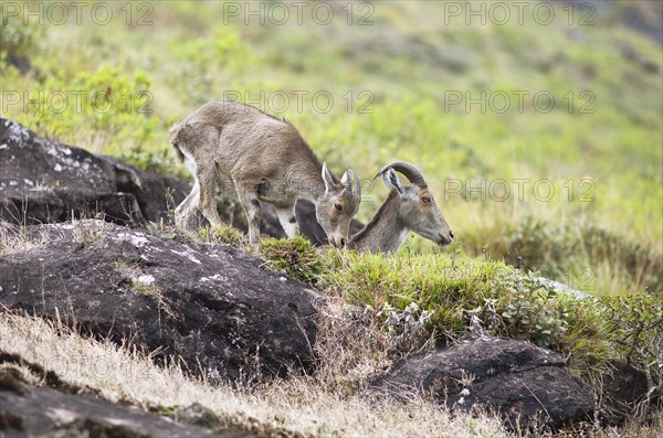 Nilgiri tahr (Nilgiritragus hylocrius, until 2005 Hemitragus hylocrius) or endemic goat species in Eravikulam National Park, adult and young, Kannan Devan Hills, Munnar, Kerala, India, Asia