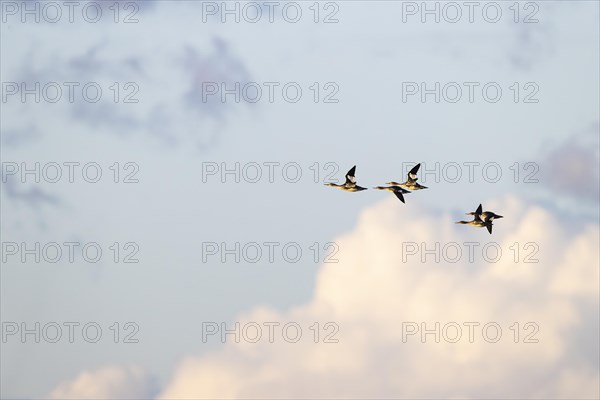 Red-breasted Merganser (Mergus serrator), small flock in flight, Laanemaa, Estonia, Europe