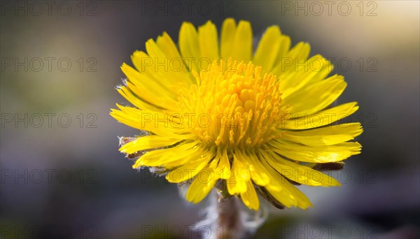 Close-up of a coltsfoot flower in sunlight with visible flower structures, medicinal plant coltsfoot, Tussilago farfara, KI generated, AI generated