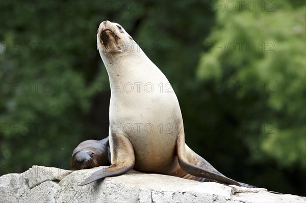 California sea lion (Zalophus californianus), A sea lion resting elegantly on a rock with a pup, surrounded by green nature