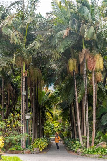 A tourist woman walking in a tropical botanical garden with large palm trees along a path, vertical photo