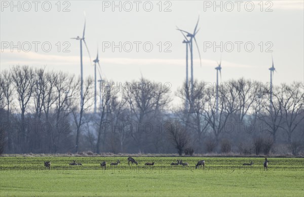 European roe deers (Capreolus capreolus), a group, a jump, in a field, behind wind turbines, wildlife, Thuringia, Germany, Europe