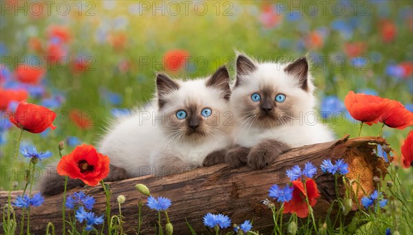 KI generated, animal, animals, mammal, mammals, cat, felidae (Felis catus), two kittens resting on a tree trunk in a meadow with flowers