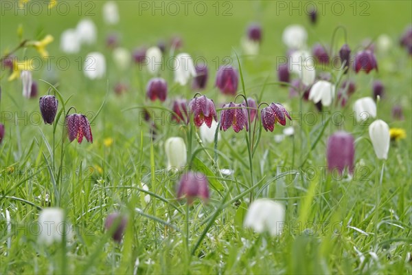 Charming chequerboard flower, spring, Germany, Europe