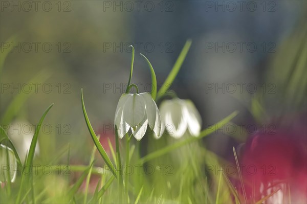 Enchanting chequerboard flowers, April, Germany, Europe