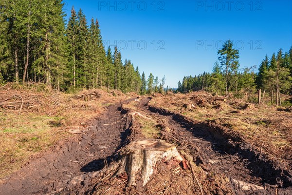 Tree stump on a logging road with deep tire tracks on a clearcutting in a spruce woodland