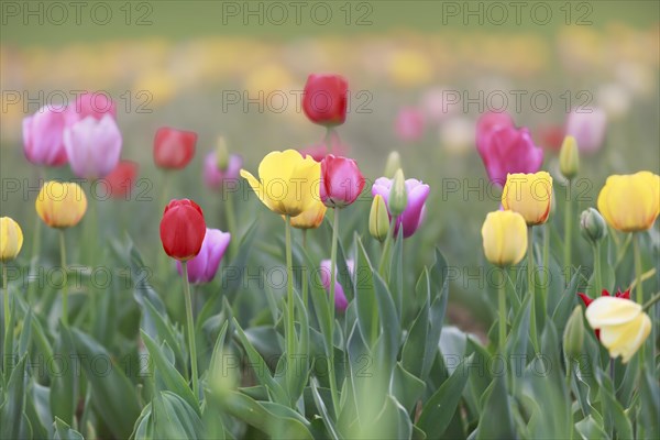 Picturesque field of yellow, red and pink tulips