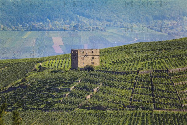 Yburg, Y-Burg, Yberg, Eibenburg, ruins of a hillside castle, historic building, built in the early 14th century, excursion destination, vineyard, Stetten vineyards, plants, Kernen im Remstal, Rems-Murr-Kreis, Baden-Wuerttemberg, Germany, Europe