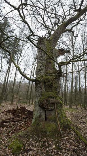 Oak tree (Quercus), about 300 years old sessile oak, royal oak, imperial oak, Knuellwald, Hesse, Germany, Europe
