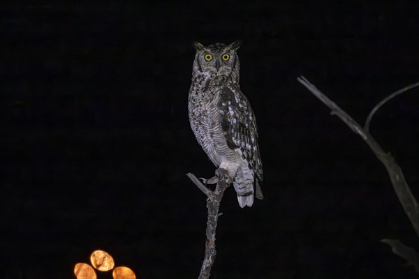 Spotted eagle-owl (Bubo africanus), Mziki Private Game Reserve, North West Province, South Africa, Africa