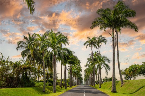 The famous palm avenue l'Allee Dumanoir. Landscape shot from the centre of the street into the avenue. Taken during a fantastic sunset. Grand Terre, Guadeloupe, Caribbean, North America