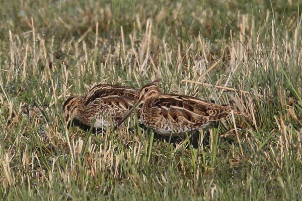 Snipe two birds standing next to each other in green grass on the left