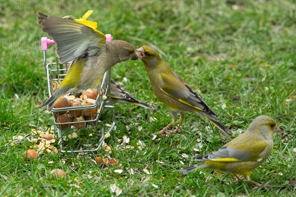 Greenfinch two birds with food in beak and open wings sitting on shopping trolley looking right and sitting in green grass looking left
