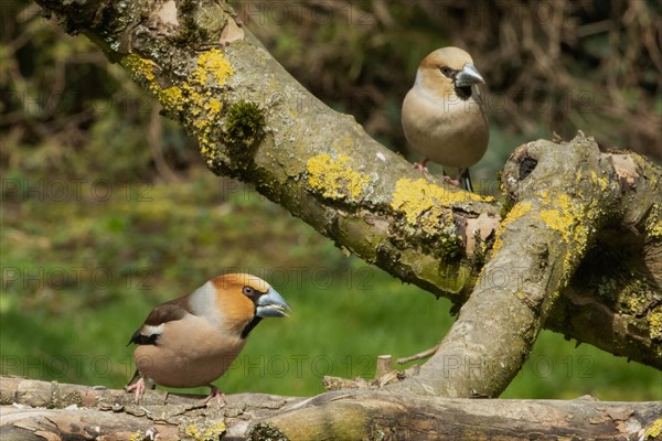 Hawfinch males and females standing on branches seeing differently